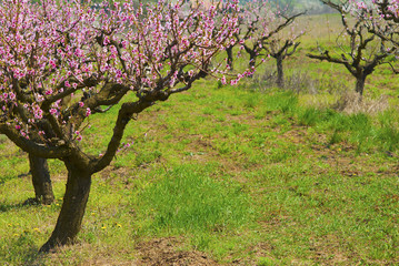 Fototapeta premium Peach orchard