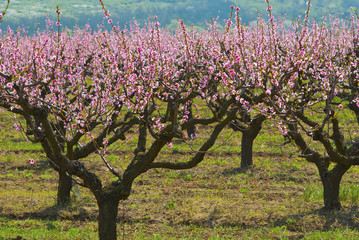 Peach orchard