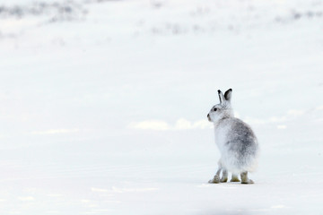 Mountain Hare in Snow in Scotland - 190117567