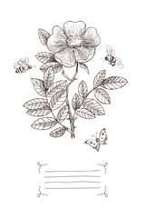 Vintage botanical illustration blossom flower with place for text. Wild rose, bee, butterfly. Vector design