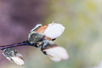 One white magnolia flower bud with shriveled brown dried leaves in early spring