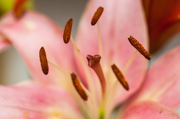 lily flower close-up