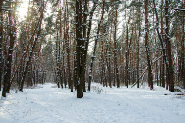 Landscape winter pine forest