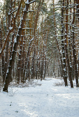 Fototapeta premium Landscape winter pine forest