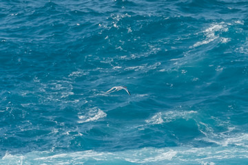 Obraz premium Red-Billed Tropicbird, Phaethon aethereus, flying on blue sea in Guadeloupe 