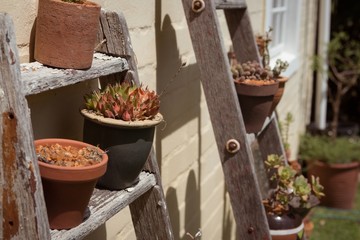 Pot plants on wooden ladder