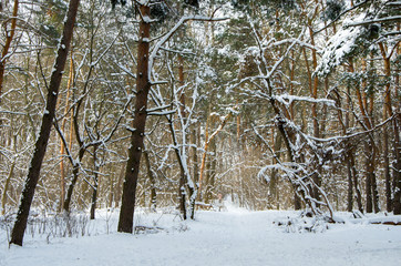 Landscape winter pine forest