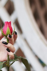 Dark pink rose female hand with a black French manicure. Woman preparing flowers for bouquet.