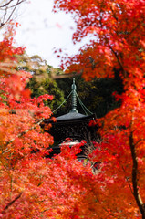 beautiful view of Eikando Temple with blurred autumn red maple leaves frame, autumn season from Kyoto, Japan