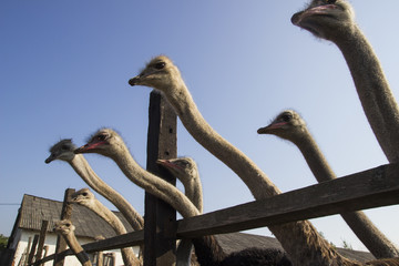 Ostrich head close up in ostrich farm. Ostriches in the paddock on the farm. Funny and strange...