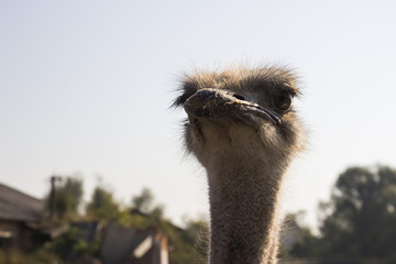 Ostrich head close up in ostrich farm. Ostriches in the paddock on the farm. Funny and strange...
