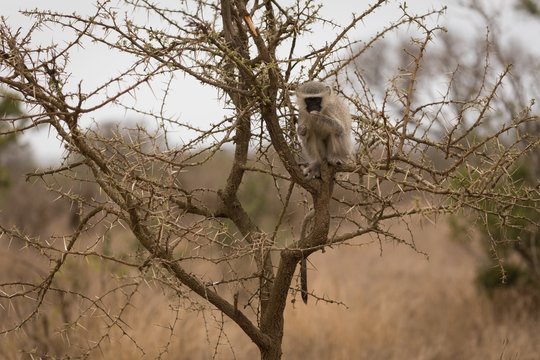 Monkey relaxing on tree