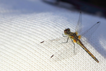 A dragonfly landed on the shoulder of a woman in a white knitted sweater.