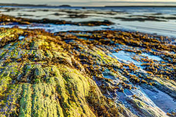 Sunset in Rimouski, Quebec by Saint Lawrence river in Gaspesie region of Canada with rock boulders in shallow water with closeup of mossy rock