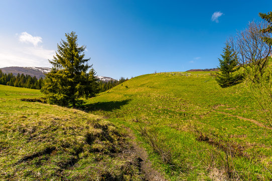 path along the grassy slope in forested area