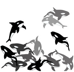 
A flock of Orcinus orca. killer whale
