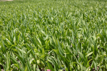 Fototapeta premium zielone pole