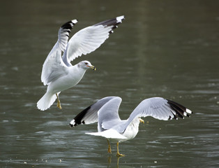 Seagulls on Frozen Lake