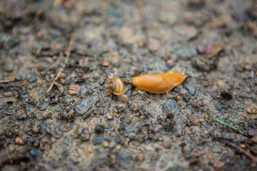 Nacktschnecke trifft auf Schnecke