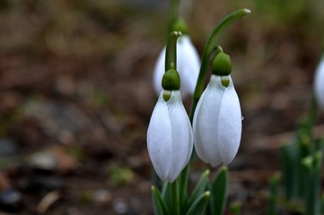 Fototapeta premium snowdrop 