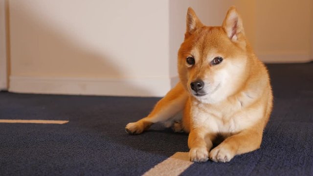 Cute Dog (Shiba Inu)