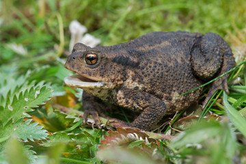 Common Toad (Bufo bufo)/Toad in thick green foliage