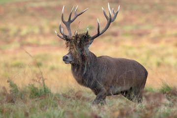 Naklejka na ściany i meble Red Deer Stag (Cervus elaphus)/Red Deer Stag with bracken in his antlers