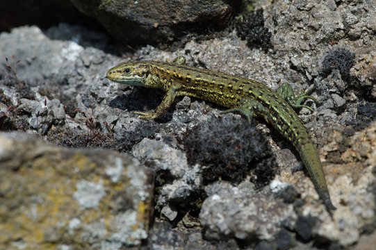 Viviparous Lizard (Zootoca vivipara)/Common Lizard basking on lichen covered stone wall
