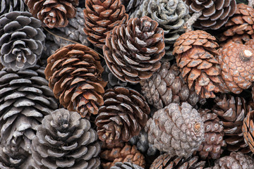 natural holiday background with pinecones grouped together