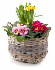 Pflanzschale mit Frühlingsblumen freigestellt © Petra Schueller