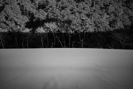 la dune du pilat avale toujours la foret 2017