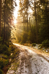 Fototapeta na wymiar Einige Sonnenstrahlen scheinen durch die Bäume in den Wäldern der Sächsischen Schweiz