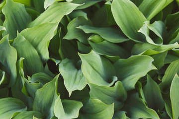 Fototapeta na wymiar Green tulip leaves closeup