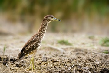 Juvenile Black-crowned night heron called (Nycticorax nycticorax)