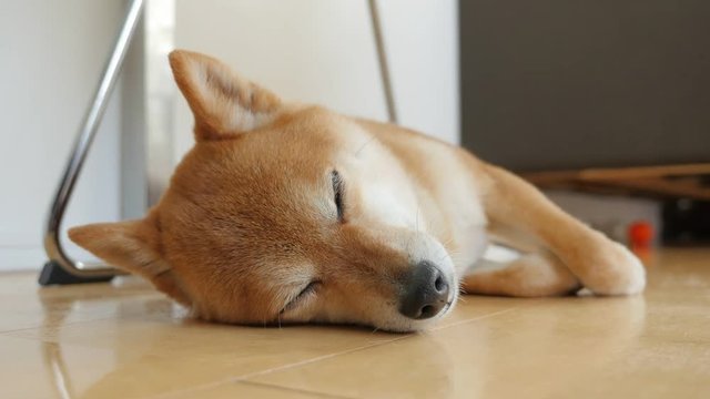 Dog taking a nap (Shiba Inu)