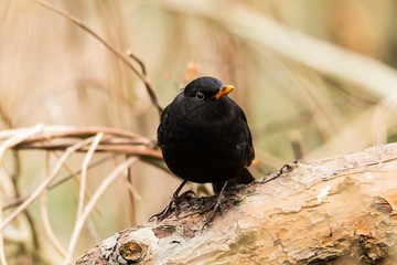 Amsel steht auf einem Baumstamm