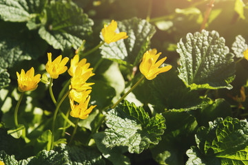 Lovely yellow spring flowers closeup. Flower background