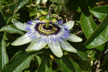 Passionsblume