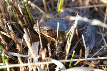 Moorfrosch