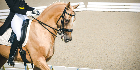 Elegant rider woman and sorrel horse. Beautiful girl at advanced dressage test on equestrian...