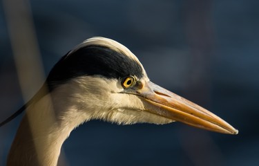 Graureiher Portrait 