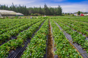 Fototapeta na wymiar Beautiful plantation in a rows of Strawberry plants in a strawberry field