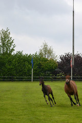 Fohlen und Stute