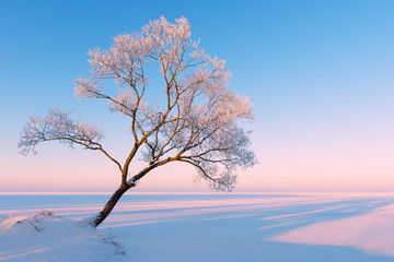 Fototapeta na wymiar Alone frosty tree in winter time