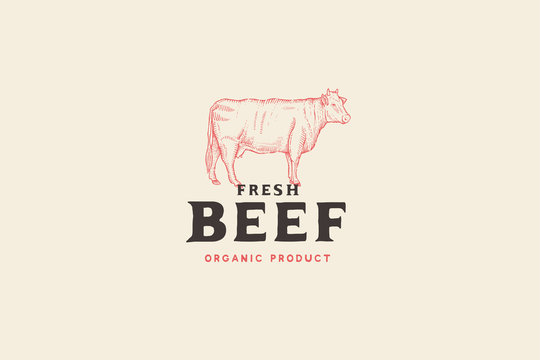 Vintage logo butcher shop with picture of cow. Engraving label with sample text. Vector Illustration.