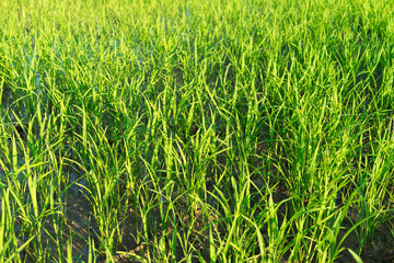 Close - up of greenfield and rice seedlings, A farms with the rice seedlings in the morning.