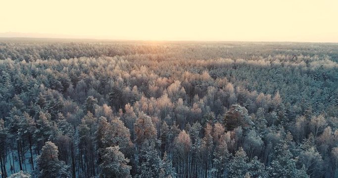 A deep winter forest at sunset time.