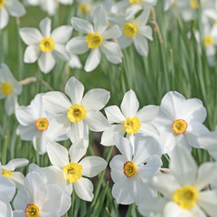 Weiße Narzissen, Narcissus, Osterglocken