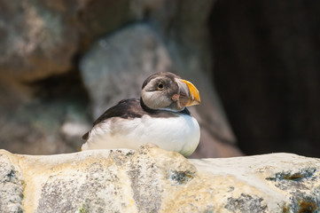 Puffin