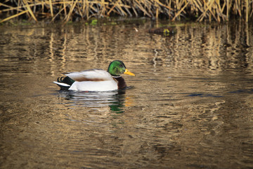 Patos salvajes en el rio